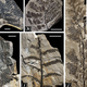 Illustration for article titled First Photos of China's 298-Million-Year-Old Buried Forest
